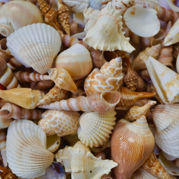Seashells Mixed Natural Beach Decor Bowl Fillers DIY Art Craft Ocean Sea Shells Decoration