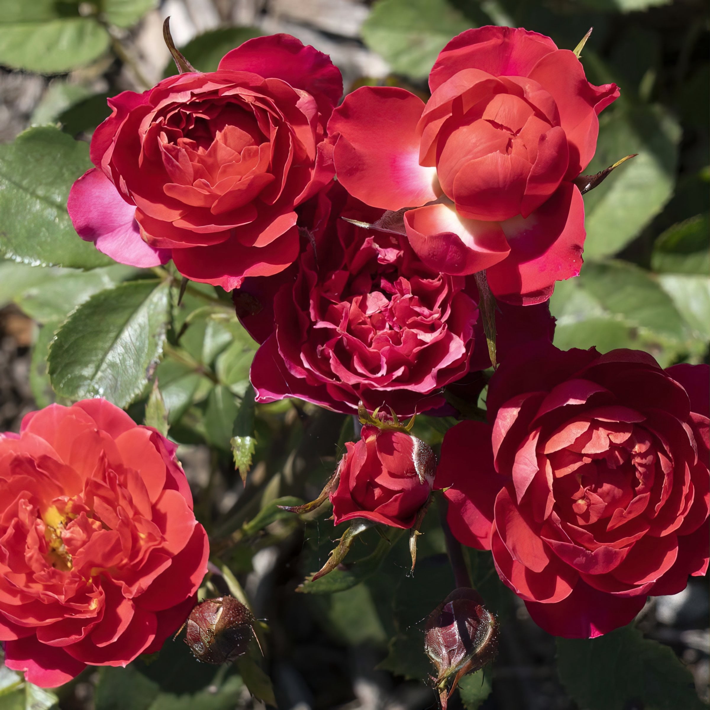 2 gal. Sunblaze Watermelon Rose with Red Flowers