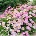 thumbnail image 4 of 500 Pyrethrum Seeds White yellow purple Perennial Tanacetum Chrysanthemum Painted Daisy Fresh Garden Seeds Heirloom, 4 of 9