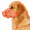 Coral Orange, variant on Breathable Basket Dog Muzzle, Adjustable for Biting, Chewing & Scavenging