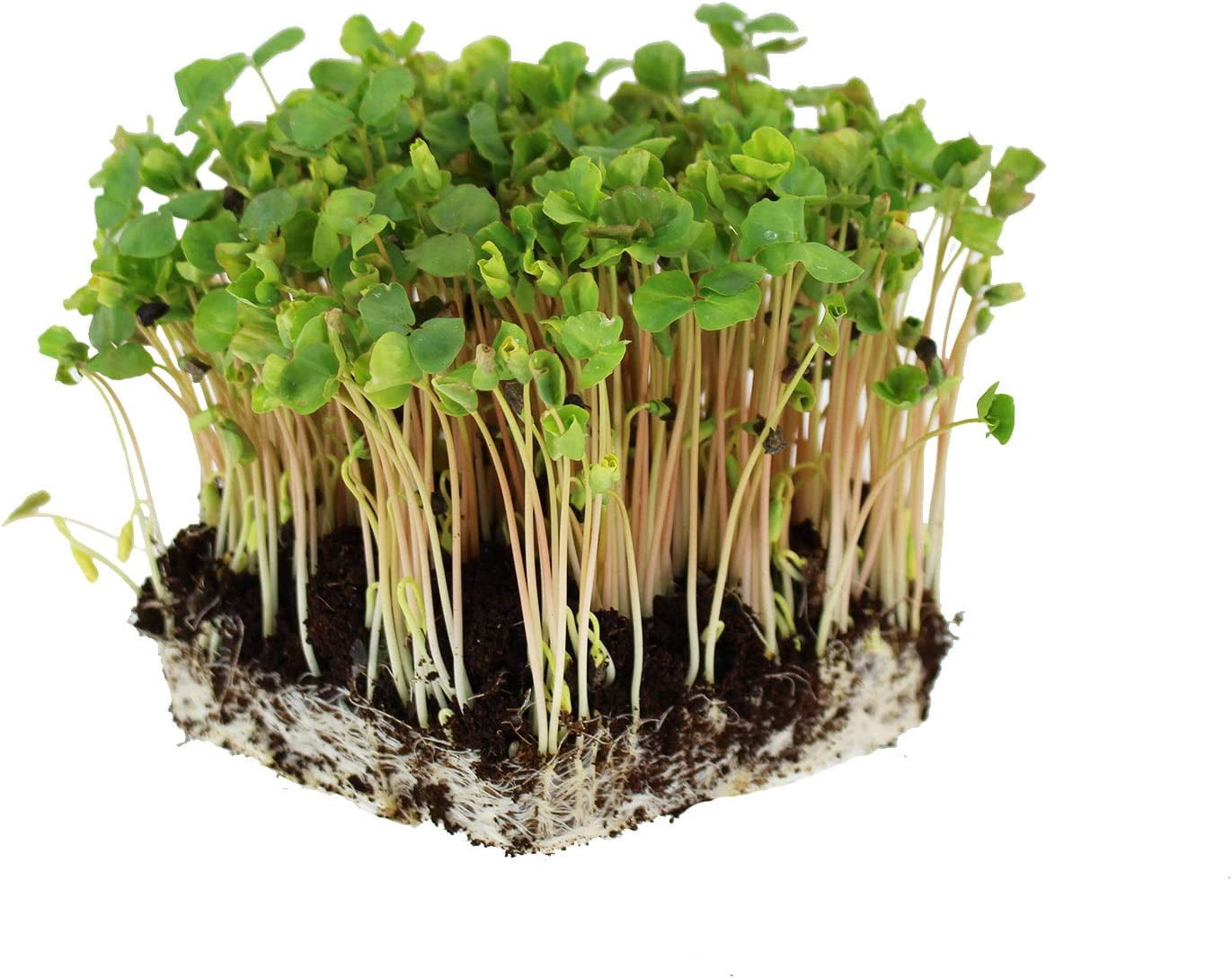 Handy Pantry Bulk Organic Buckwheat Sprouting Seed - 25 Lbs - Unhulled - Organic - Gardening, Growing Salad Greens, Sprouts & Food Storage - Buck Wheat Sprout