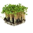 thumbnail image 3 of Handy Pantry Bulk Organic Buckwheat Sprouting Seed - 25 Lbs - Unhulled - Organic - Gardening, Growing Salad Greens, Sprouts & Food Storage - Buck Wheat Sprout, 3 of 5