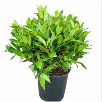 Bay Leaf Tree, The Fragrant Plant Live for Indoor and Outdoor Planting, Bay  Leaf Plant 4-9 Inch Starter - Walmart.com