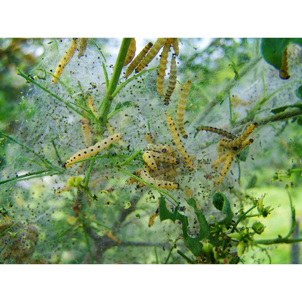 Caterpillars Caterpillar Net Pest Insect12 Inch BY 18 Inch Laminated