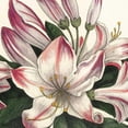 thumbnail image 3 of Wild Apple Portfolio 12x12 Black Modern Framed Museum Art Print Titled - Botanique Square II, 3 of 5