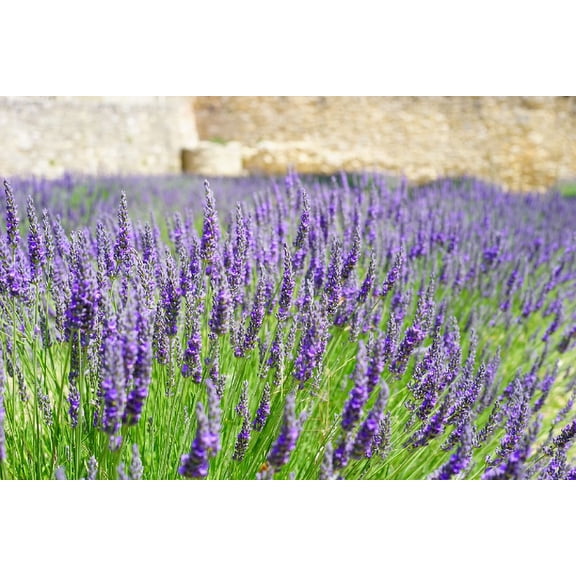 3 Munstead Lavender Plants in 4 Inch Pots. Do not order in Extreme hot or cold. It does not like to travel in extreme temps.