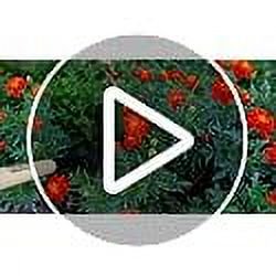 KWIK EDGE Buddy - Garden Edger Weeder - Soil Cultivator - Hoe Short Handle Grass Flower Backyard Gardening Tool