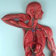 Axis Scientific Human Lymphatic System Model for Adults