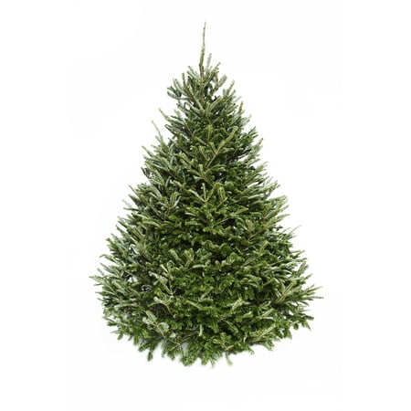 Hallmark Real Fresh Cut Fraser Fir Christmas Tree, 6 Foot, No Stand, Walmart Exclusive