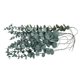 thumbnail image 3 of 36pcs Eucalyptus Stems Lifelike Artificial Green Eucalyptus Leaves Stems 14.1in Fake Eucalyptus for Wedding Bouquet Home Decor, 3 of 5