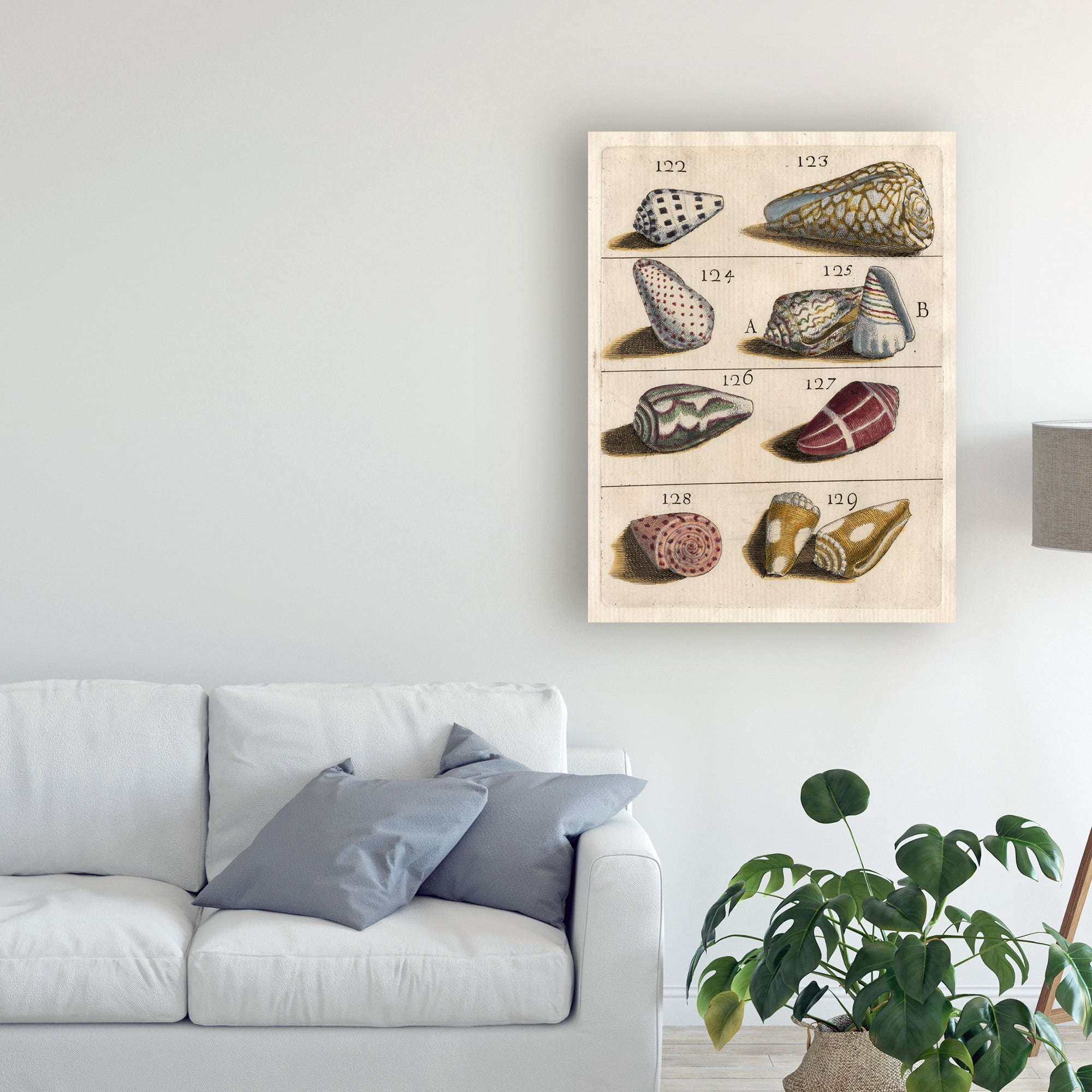Trademark Fine Art 'Shell Collection I' Canvas Art by Unknown