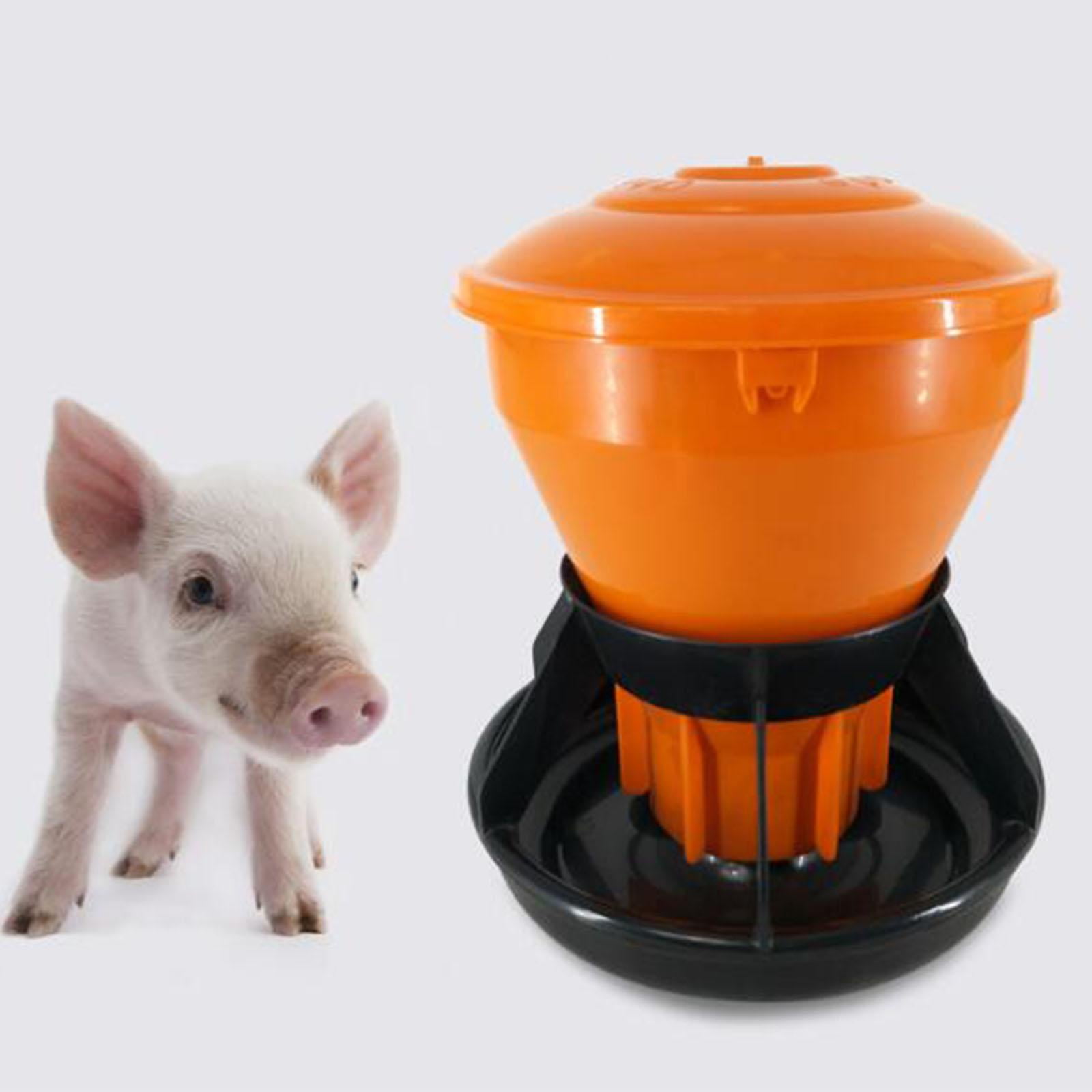 Automatic pig shop feeder with timer