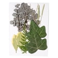 thumbnail image 1 of Toystoory Hoja seca natural en relieve hojas prensadas decoración suministros para el hogar para tarjetas de boda de resina hoja verde 8 hoja verde 8 20Conjunto, 1 of 6