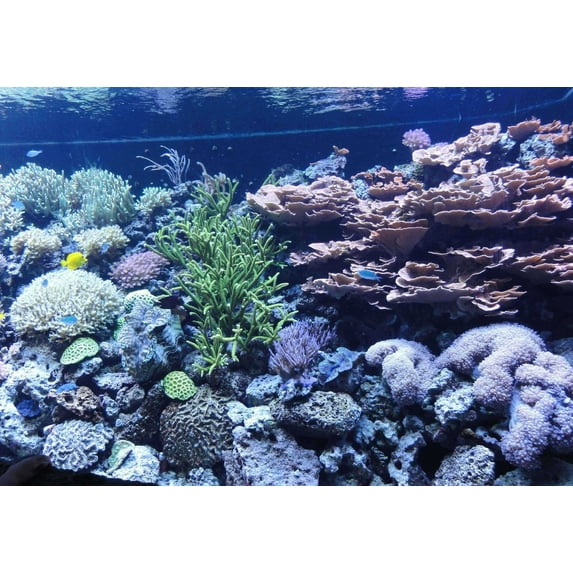 Sumerlin Sea Coral II Wall Decal