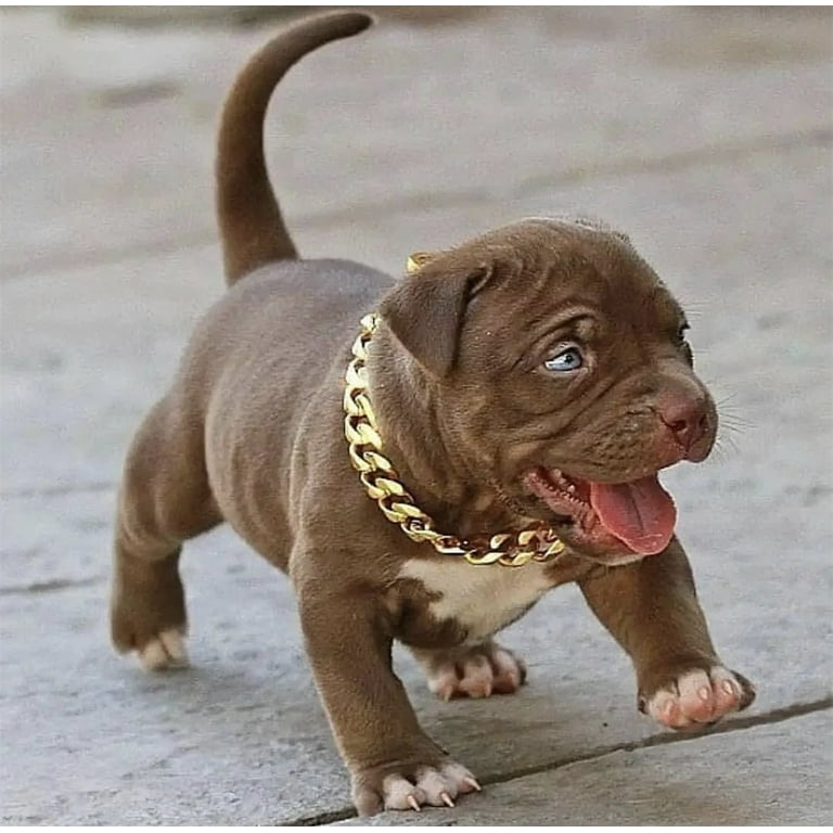 Pitbull hotsell with chains