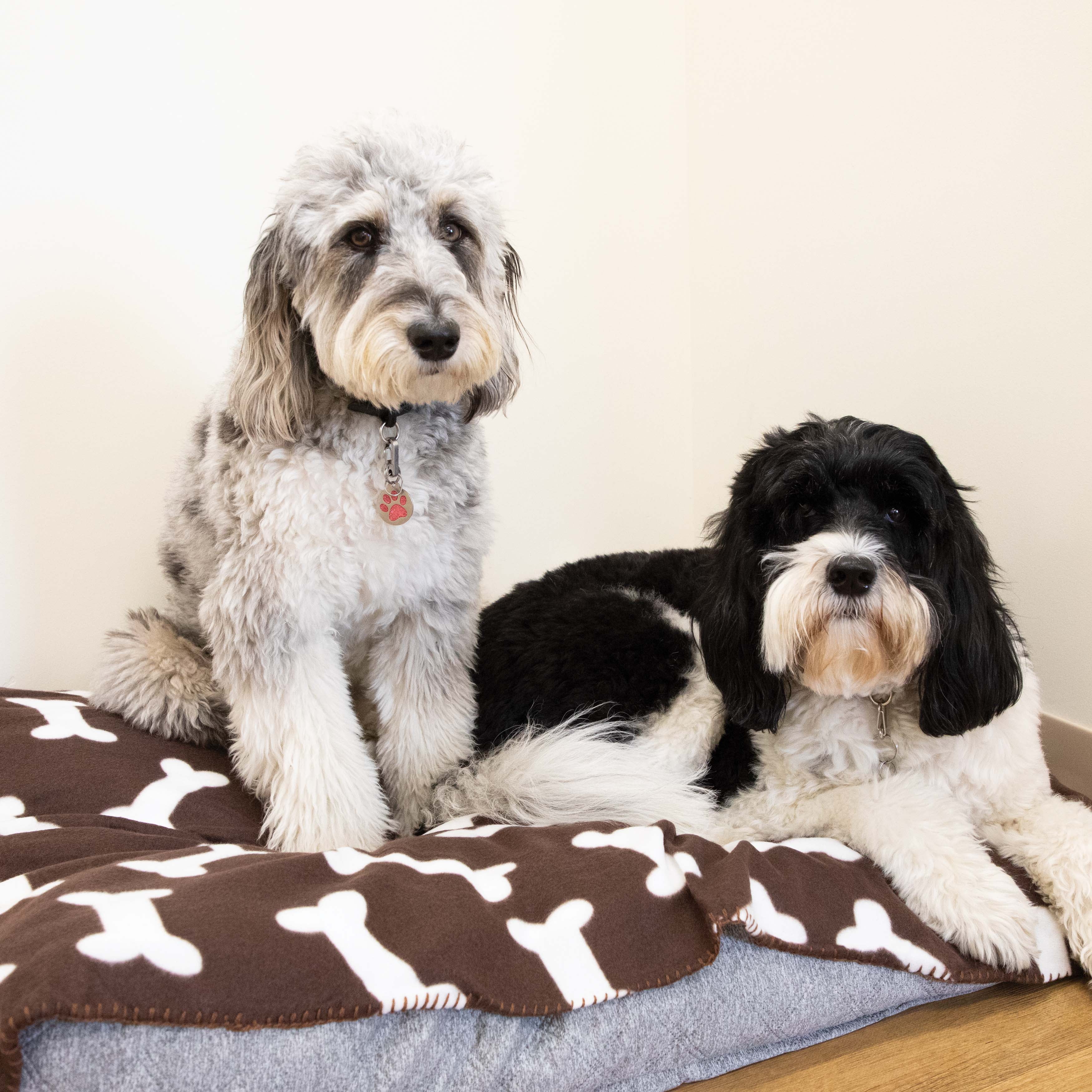 Arkwright Pet Blankets Bulk Case of 36 Bones Pattern 40x56 in