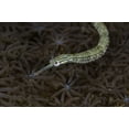 thumbnail image 2 of Shimlock, Jones 24x17 Black Ornate Wood Framed with Double Matting Museum Art Print Titled - Indonesia, Sulawesi, Pipefish swimming over coral, 2 of 4