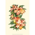 thumbnail image 3 of Waldman, Joy 11x14 Black Modern Framed Museum Art Print Titled - Hibiscus II, 3 of 5