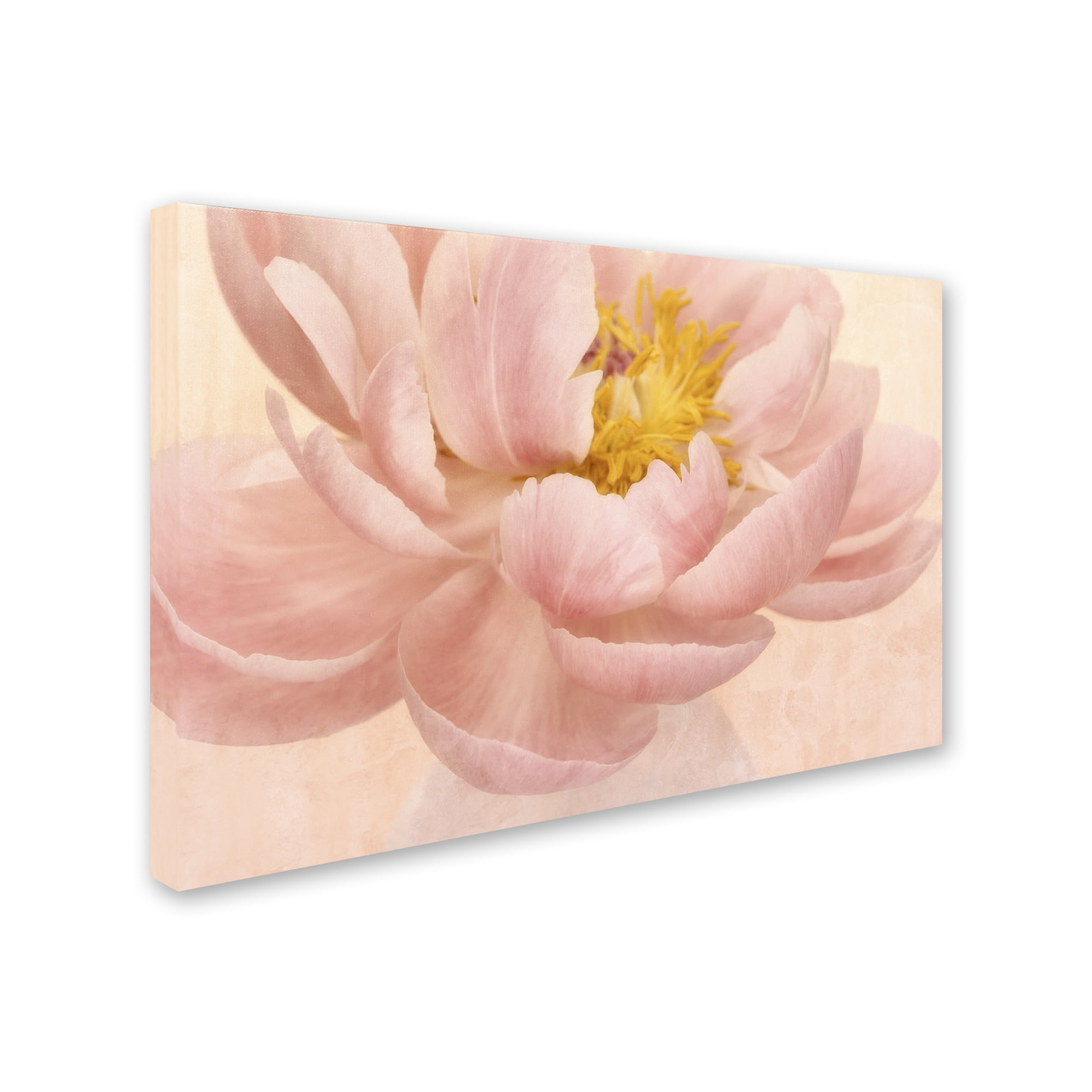 Trademark Fine Art 'Pink Peony' Canvas Art by Cora Niele