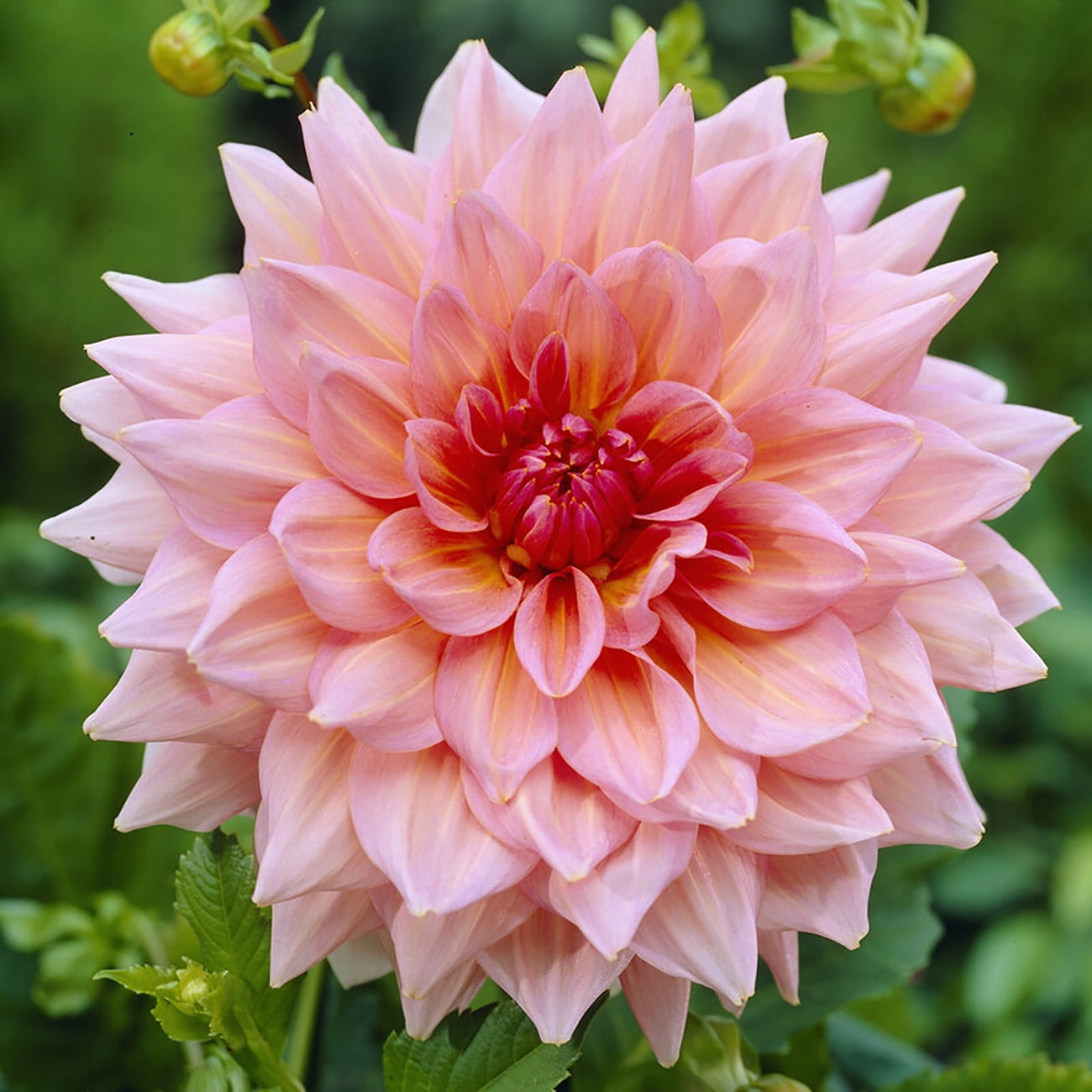 Van Zyverden Dahlias Otto's Thrill, 5 Bulbs, Red, Full Sun, Annual, Flowering