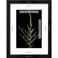 thumbnail image 3 of Bambusa Ventricosa BuddhasBelly Bamboo  Young Culm, Botanical Framed Art Print Wall Art by Paul Starosta Sold by Art.Com, 3 of 6