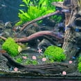thumbnail image 4 of FESTFENDS 100Pack Fish Tank Rock Glow in the Ocean Theme Design, 4 of 8