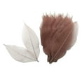 thumbnail image 2 of jifeng 100 Magnolia Dried Skeleton Leaf Leaves Scrapbook Embellishment Craft Coffee, 2 of 8