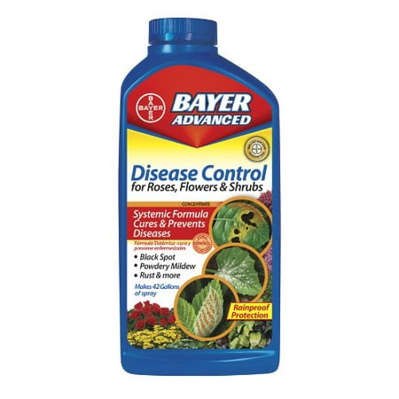 Best Disease Control for Rose Flower and Shrubs Concentrate by Bayer (Best Modern Shrub Roses)