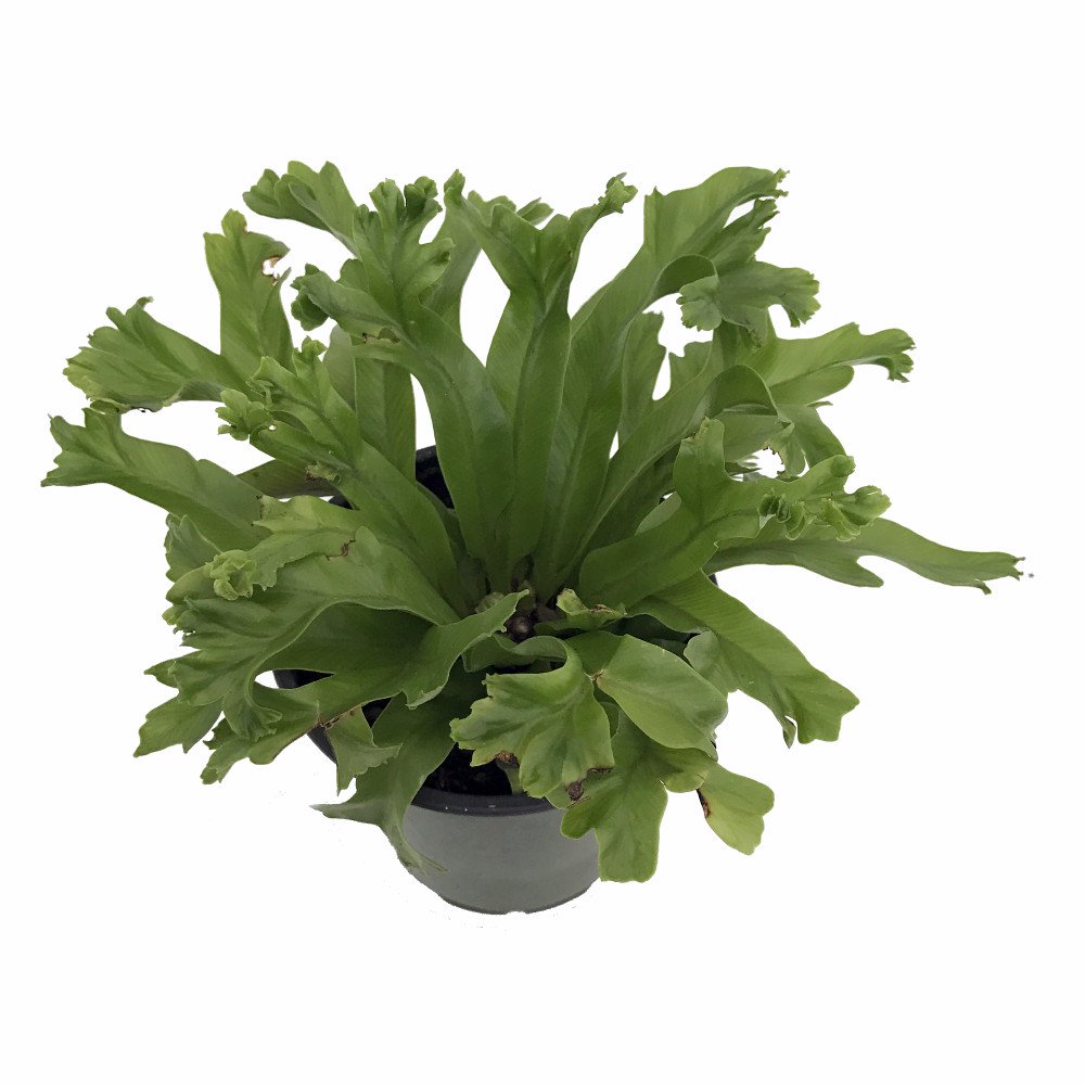 Leslie Crested Japanese Bird's Nest Fern 4" Pot Asplenium Easy to