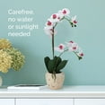 thumbnail image 3 of Home Accents 22-inch Artificial Real Touch Phalaenopsis Orchid in Cement Pot, White/Pink, 3 of 7