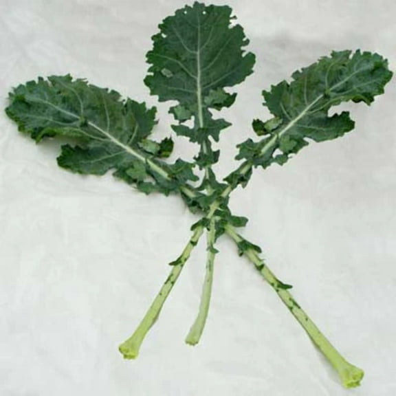 Kale White Russian Seed