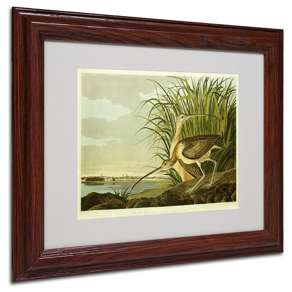 Trademark Fine Art "Long Billed Curlew" Canvas Art by John James Audubon, Wood Frame