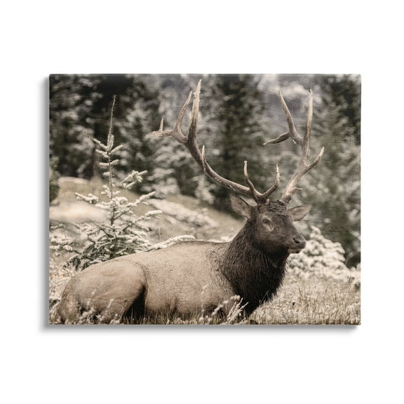 Stupell Industries Elk in Nature Photography Animals & Insects Photography Gallery Wrapped Canvas Art Print Wall Art, 20 x 16