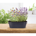 thumbnail image 3 of Buzzy Seeds Zen Herb Garden Lavender & Chamomile Indoor Starter Kit for Small Spaces, 3 of 5