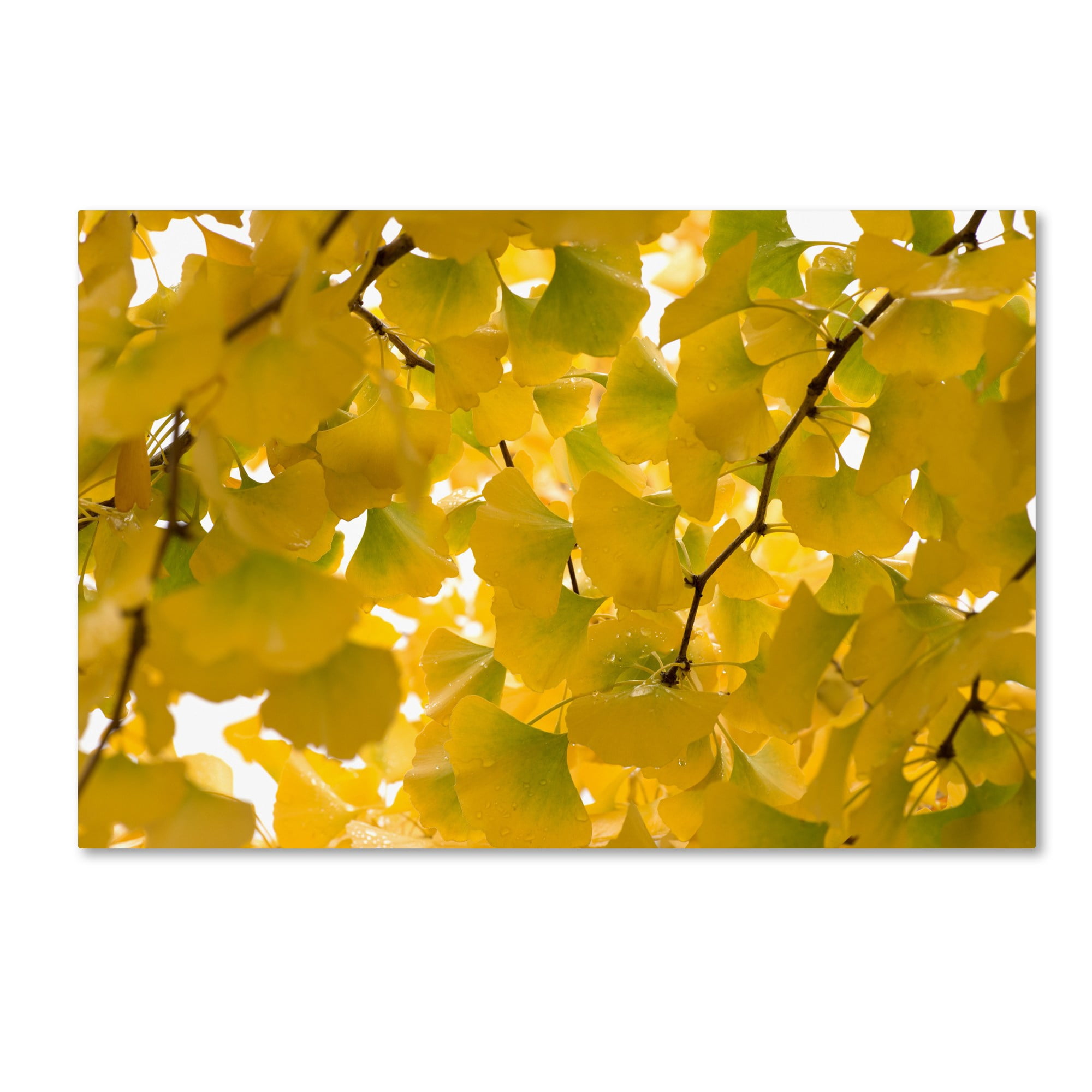 Trademark Fine Art "Yellow Autumn" Canvas Art by Philippe Sainte-Laudy