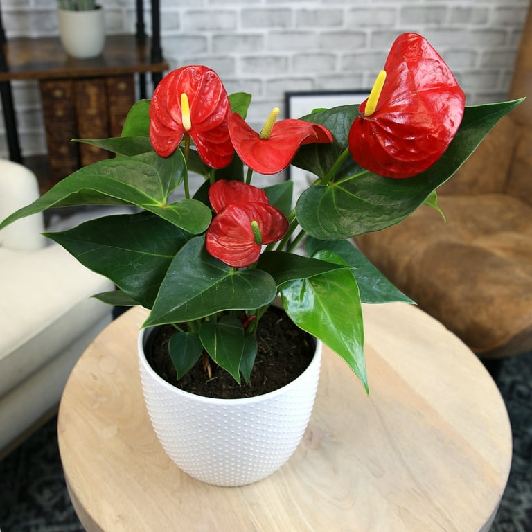 12-18" Flamingo Flower, Red Anthurium | Easy Houseplant | Filtered Sun |  Element by Altman Plants - Walmart.com