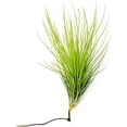 thumbnail image 4 of ragnaroc Air Plants - Tillandsia Andreana, Large 4-6" - 5ct - Live Arrival Gauranteed - House Plants for Home Decor & Gift, 4 of 7