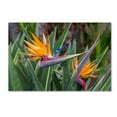 thumbnail image 2 of Trademark Fine Art 'Two Birds of Paradise' Canvas Art by Pierre Leclerc, 2 of 4