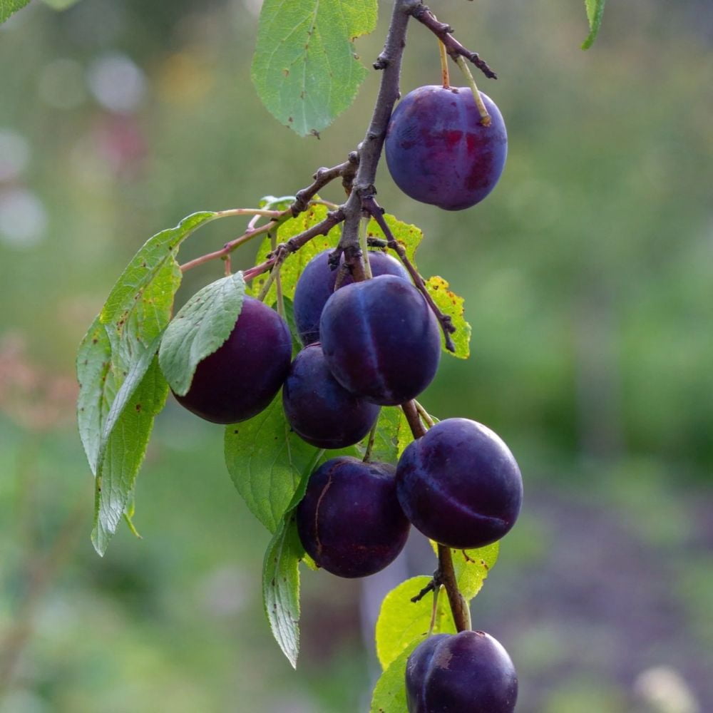 Expert Gardener 3-4 ft. tall Buck's Late Plum Live Tree in 7- Gallon Grower Pot