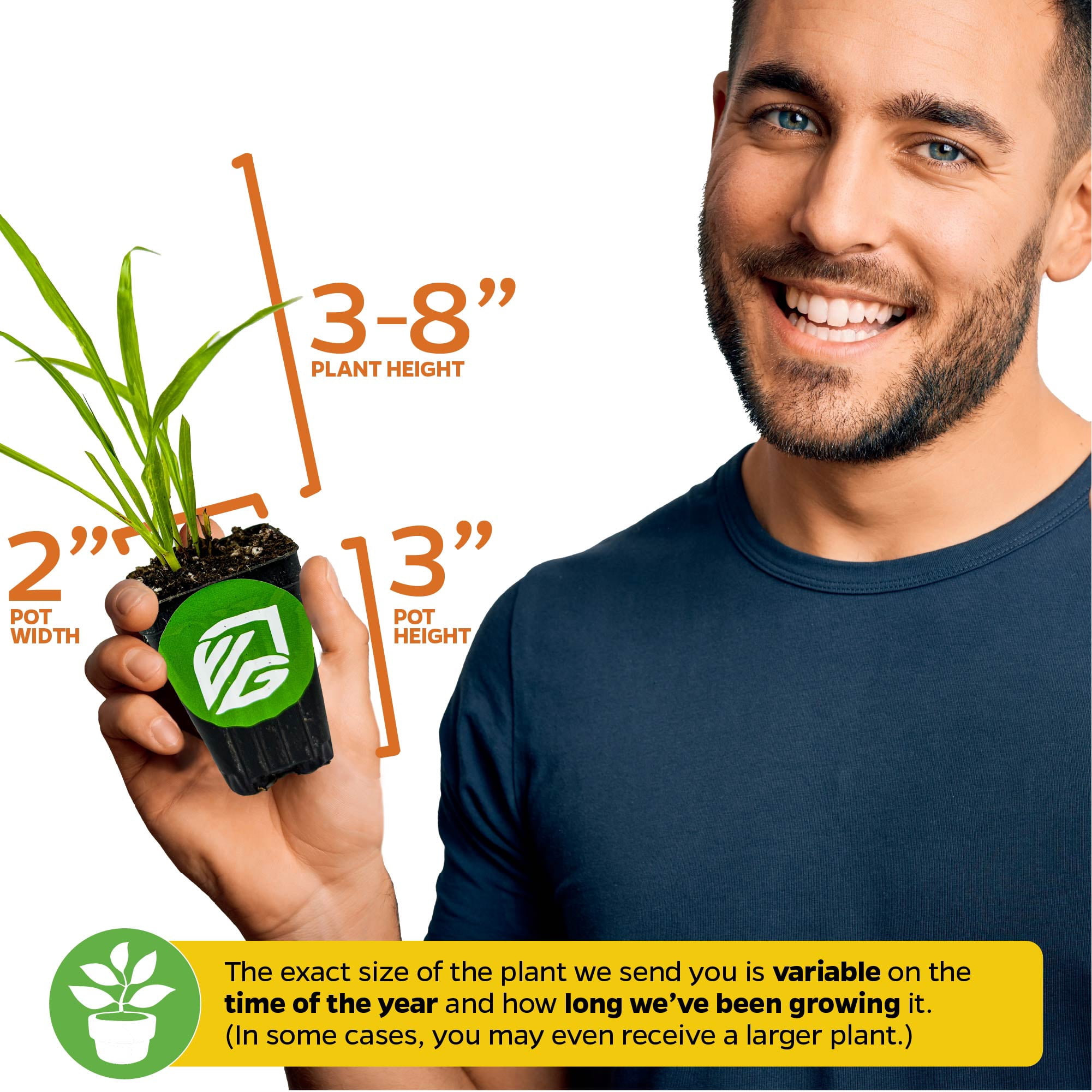 (2-Pack) Pandan Live Plant - Pandanus Amaryllifolius - Wellspring Gardens Exquisite Fragrant Herb Great for Nature Lovers, Outdoor Gardens, Vegetable Patches, and Indoor Use - Lush Green Foliage