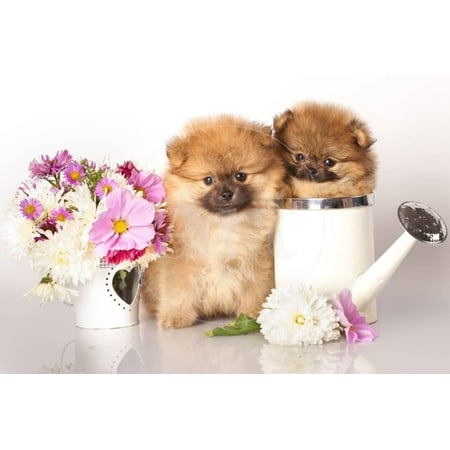 Two German (Pomeranian) Spitz Puppies And Flowers On White Background Print Wall Art By