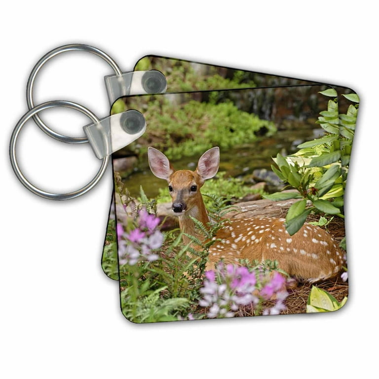 3dRose White-tailed deer fawn, Louisville, Kentucky - US18 AJE0388 - Adam  Jones - Key Chains, 2.25 by 2.25-inches, set of 4 