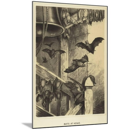 Bats At Home Wood Mounted Print Wall Art