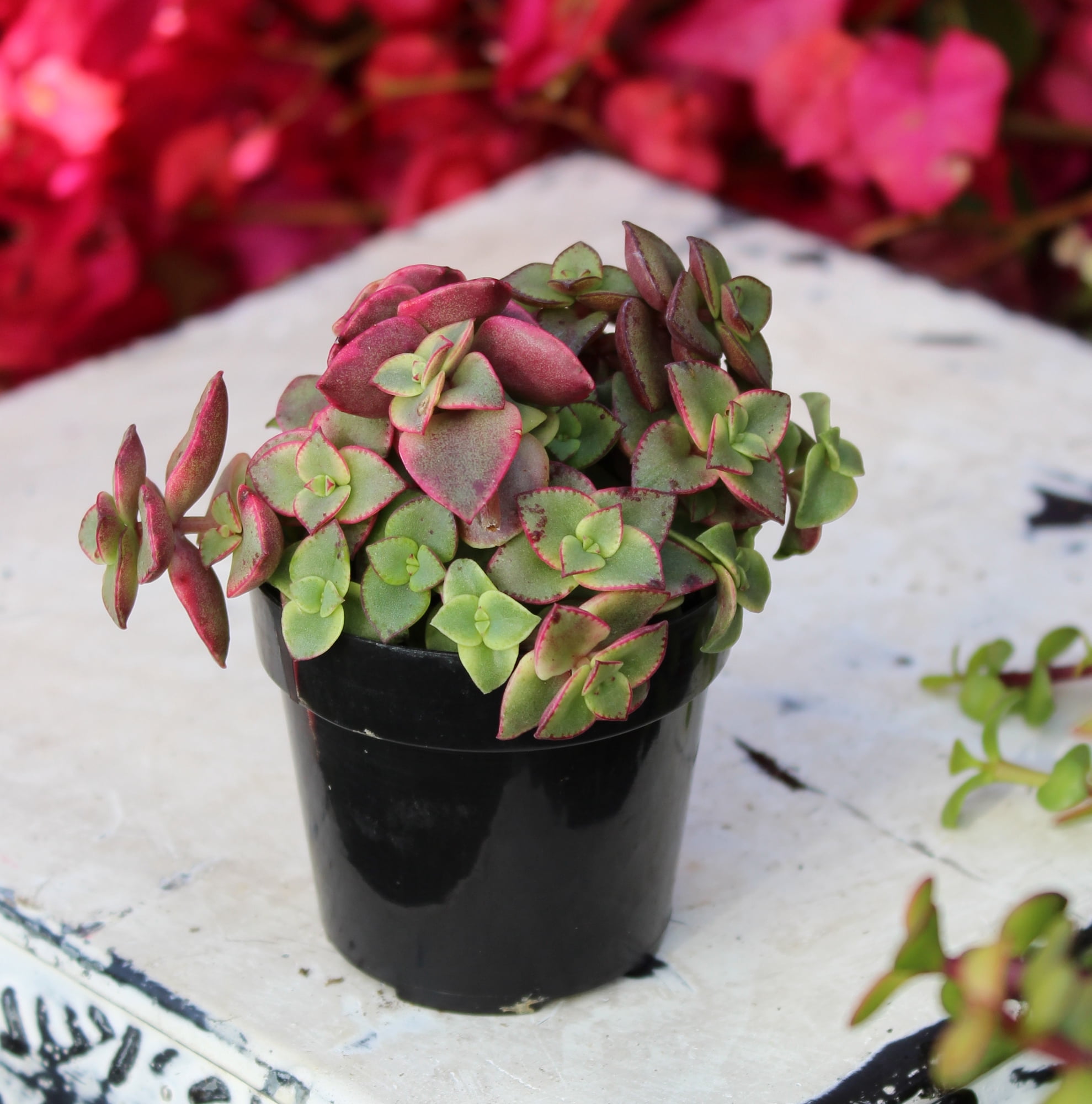 Altman Plants Variegated Succulents (4-pack) Fun Easy Indoor Plants in 2.5 in. Grower Pots