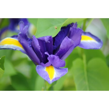 - Peel-n-Stick Poster of Flower Blossom Nature Bloom Plant Irises Iris Poster 24x16 Adhesive Sticker Poster Print