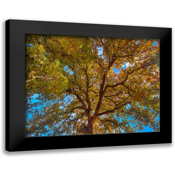 Fitzharris, Tim 14x12 Black Modern Framed Museum Art Print Titled - White Oak Tree Crown-Texas