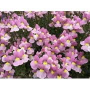 4.25 in. Grande Aromance Pink (Nemesia) Live Plants, Pink Flowers (8-Pack)