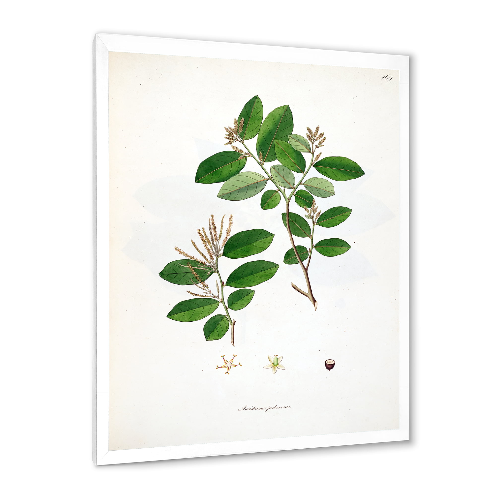 Designart 'Ancient Plant Life XIX' Farmhouse Framed Art Print