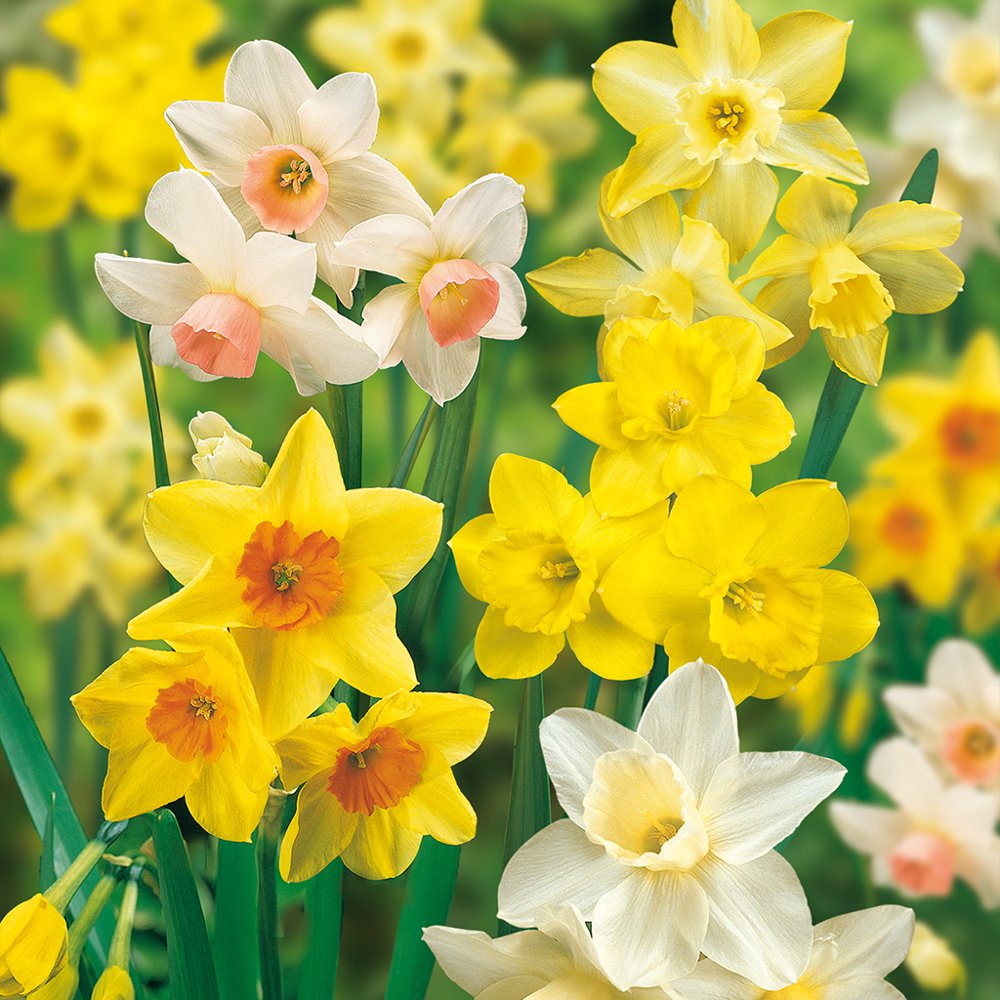 Van Zyverden Daffodils Fragrant Mixture Set of 25 Bulbs
