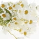thumbnail image 5 of Ramo de Flores Artificiales Colco 10 Paquetes Margaritas Crisantemo 58 cm blanco, 5 of 8